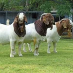 Boer Goats - Image 2