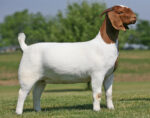 Boer Goats - Image 3
