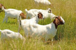Boer Goats - Image 4