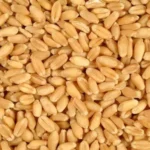 Premium Quality Whole Grain Wheat For Sale Wheat Grain Wholesale 50000 Mt Buy Wheat Grain - Image 2
