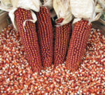 Red Corn/maize For Sale