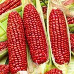 Red Corn/maize For Sale - Image 3