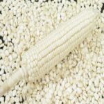 White Corn/maize - Image 2