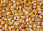 Yellow Maize/Corn