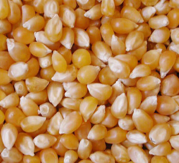 Yellow Maize/Corn