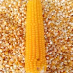 Yellow Maize/Corn - Image 2
