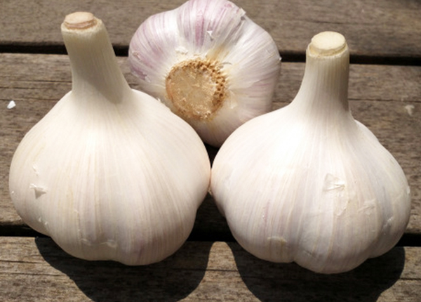 Clove Garlic