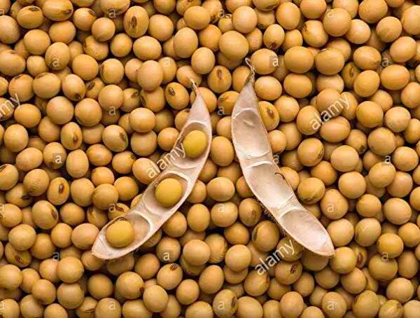 Soya Beans
